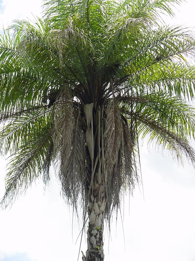 folha Acrocomia aculeata