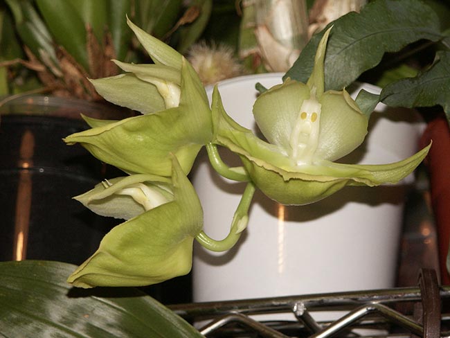 folha Catasetum pileatum