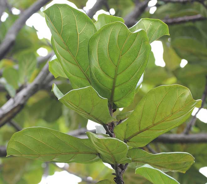 folha Ficus lyrata