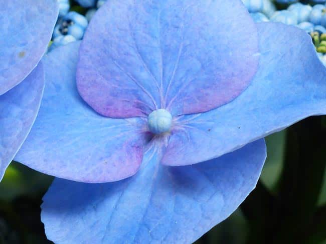 folha Hortensia