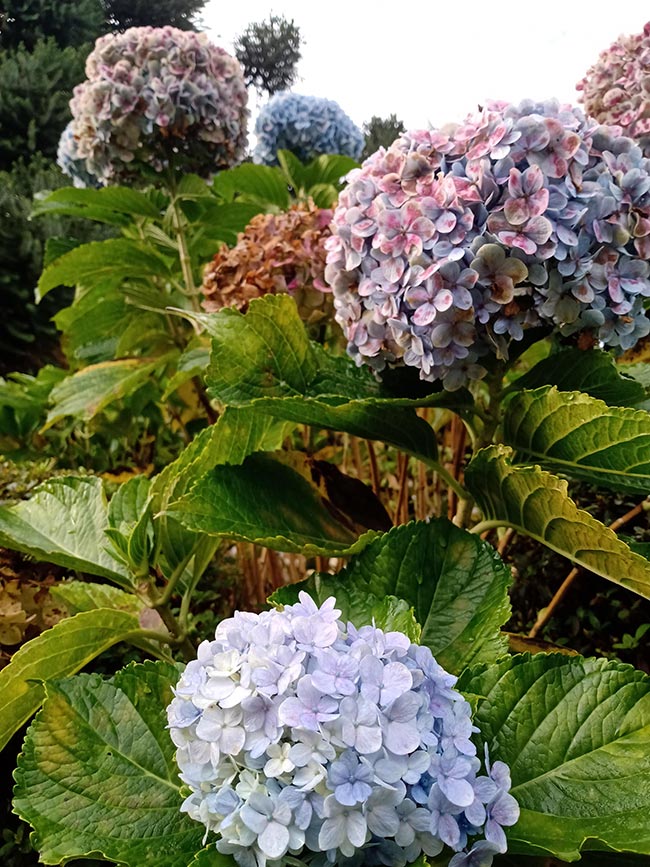 folha Hydrangea macrophylla