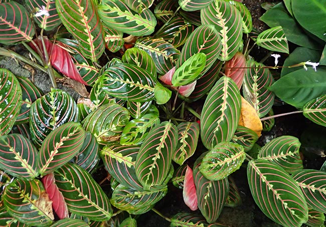 folha Maranta leuconeura