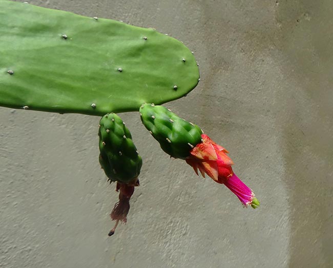 folha Opuntia cochenillifera