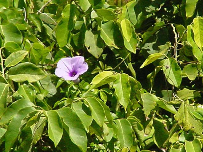 folha ipomoea cairica 1 1