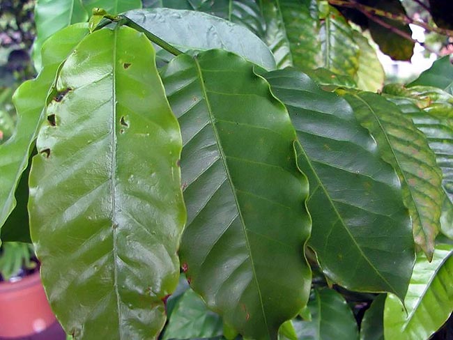 folha verde