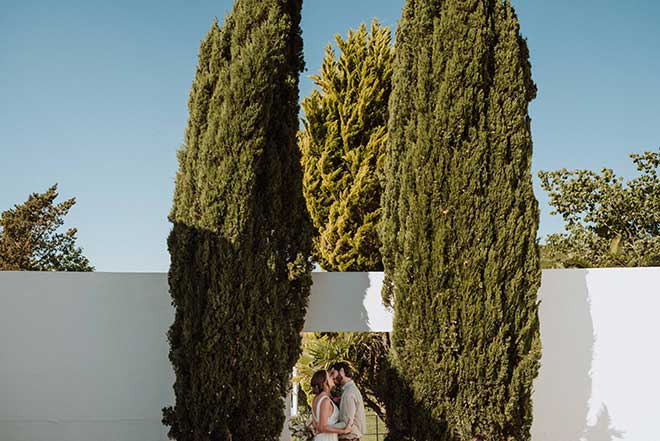 folhas Cupressus sempervirens