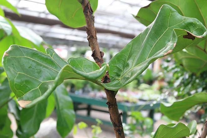 folhas Ficus lyrata