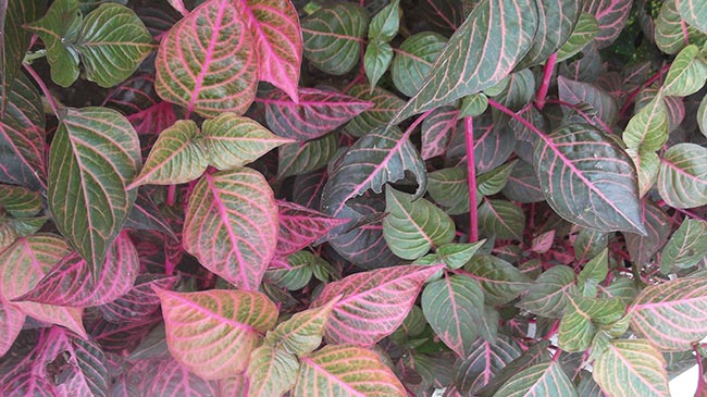 folhas Iresine herbstii