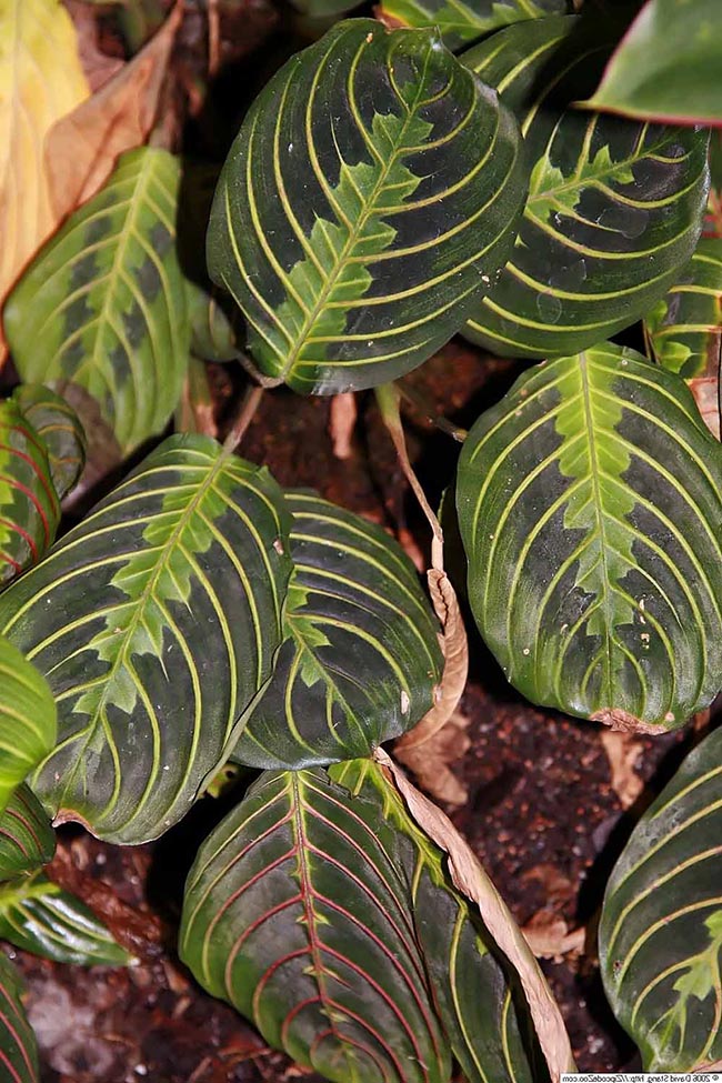 folhas Maranta leuconeura