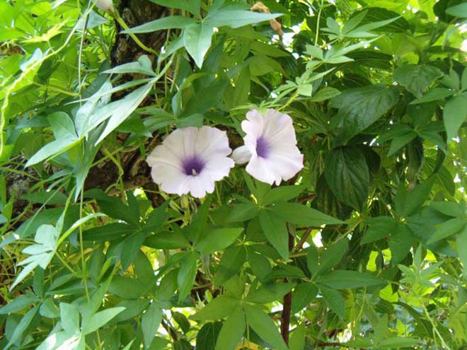 folhas ipomoea cairica 1 1
