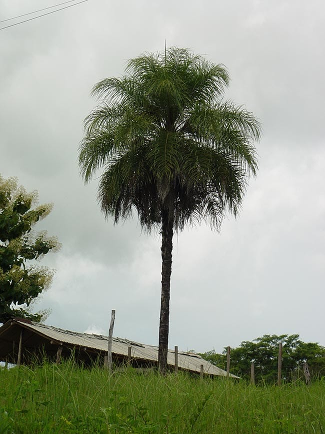 foto Acrocomia aculeata