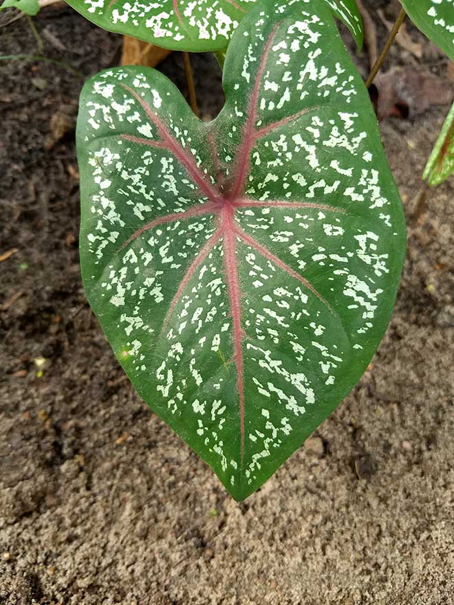 foto Caladium bicolor