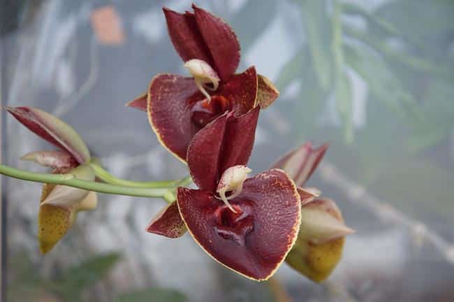 foto Catasetum pileatum