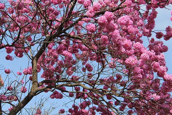 foto Handroanthus heptaphyllus