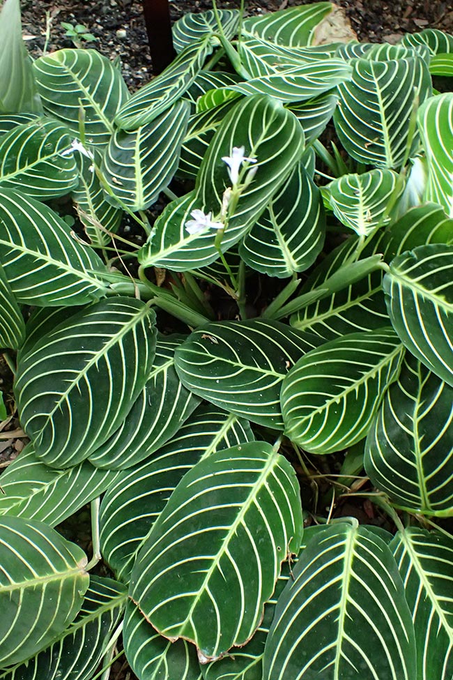 foto Maranta leuconeura
