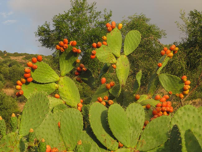 foto Opuntia cochenillifera
