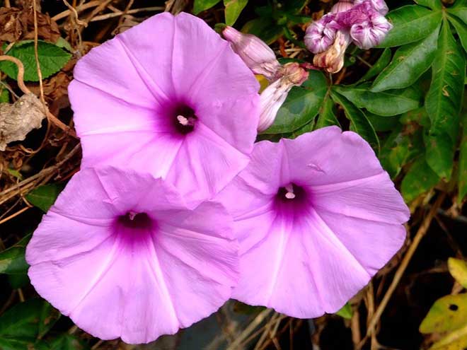 foto ipomoea cairica 1 1