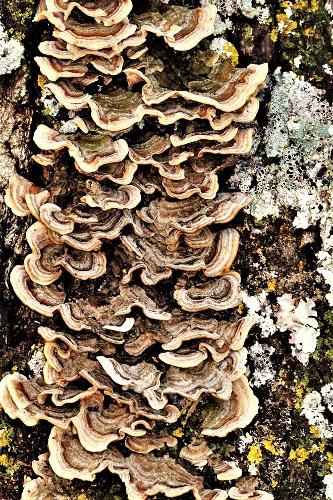 fotos de Liquens 4