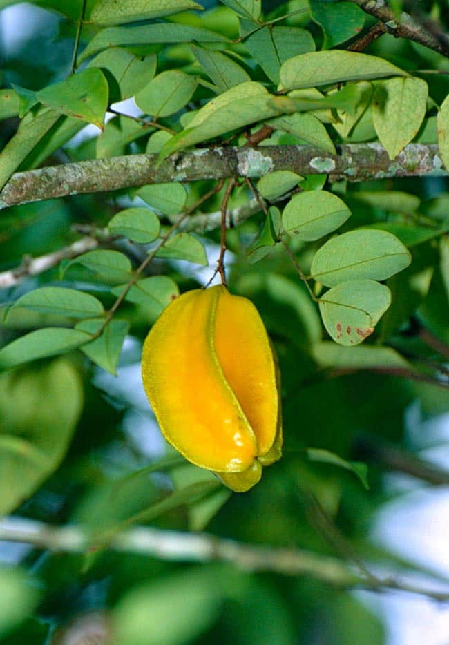 fruta Averrhoa carambola
