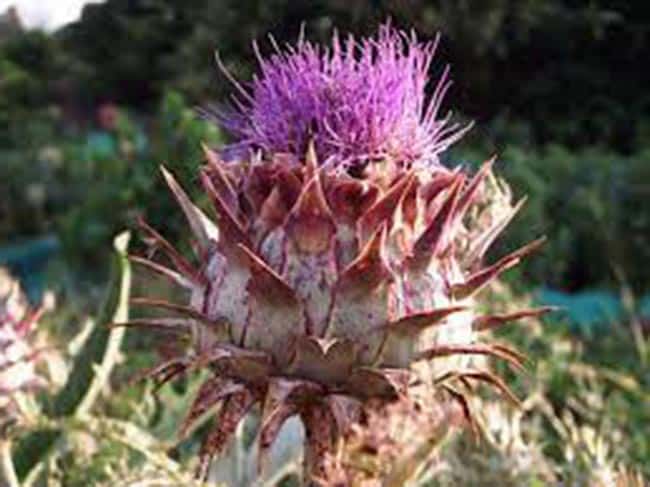 fruto Cynara cardunculus var. scolymus
