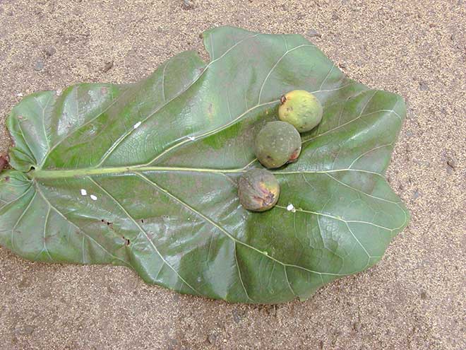 fruto Ficus lyrata