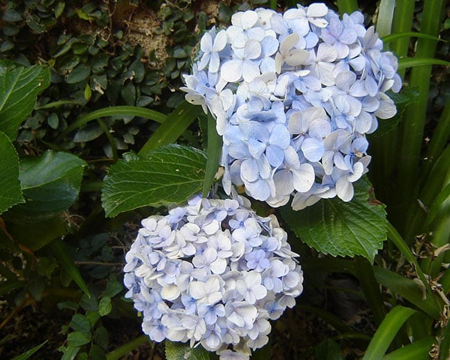 galho Hortensia