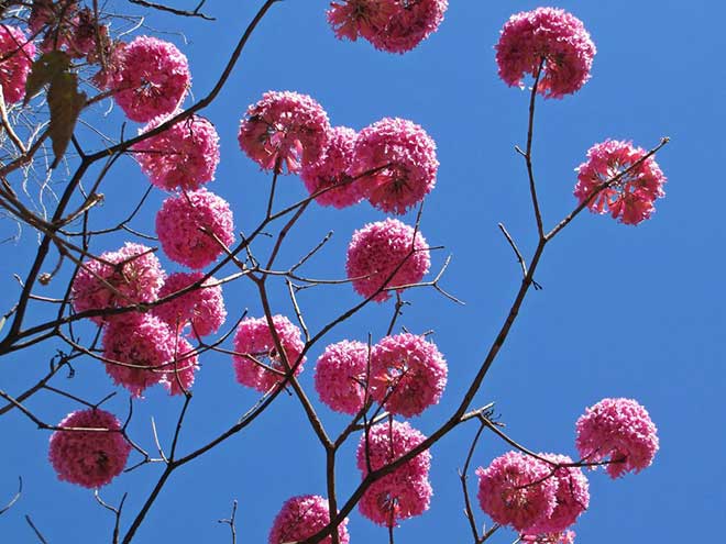galhos Handroanthus heptaphyllus