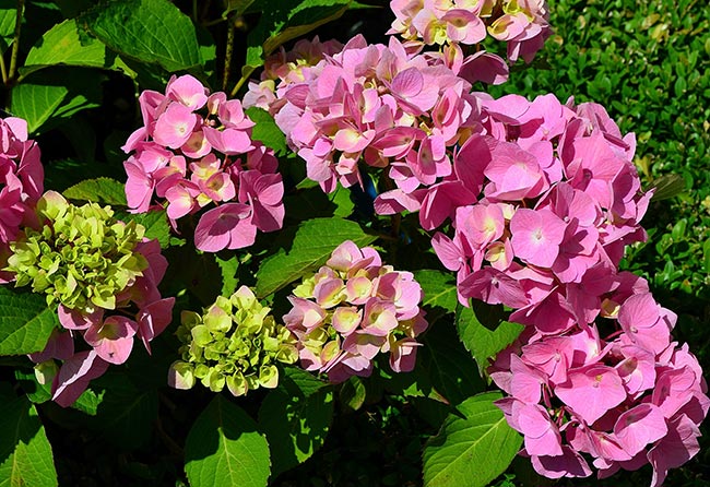 galhos Hortensia