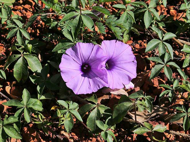 ipomoea cairica 1 1