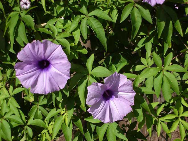 ipomoea cairica decoracao 1 1024x768 1