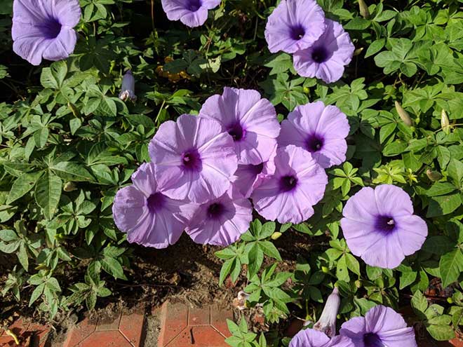 ipomoea cairica flor 3 1024x768 1