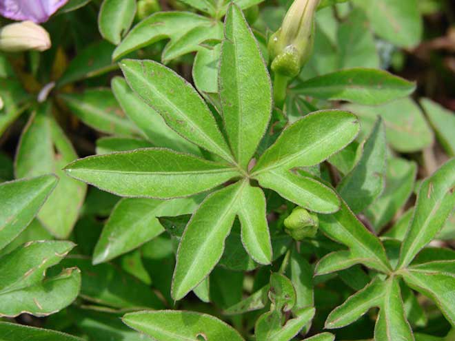 ipomoea cairica folha 1 1