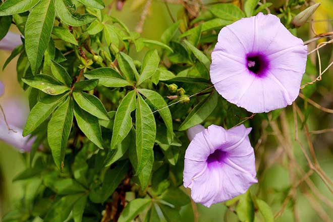 ipomoea cairica foto 1 1