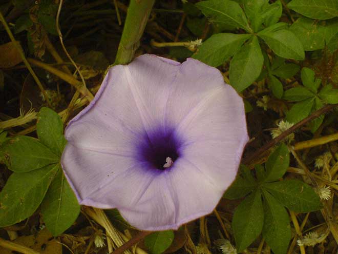 ipomoea cairica petalas 1 1