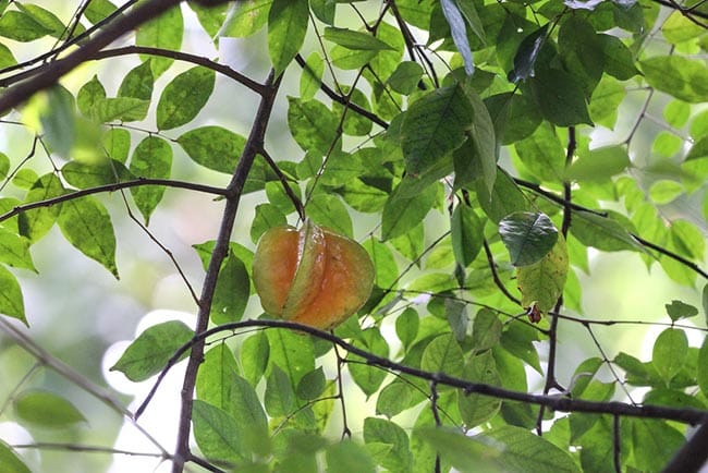 jardim Averrhoa carambola