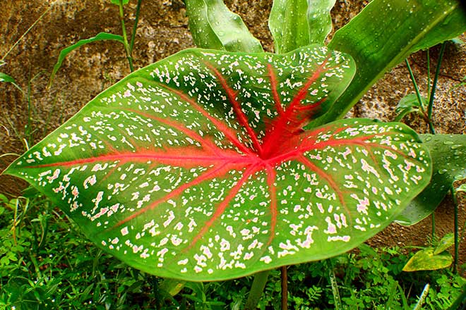 jardim Caladium bicolor