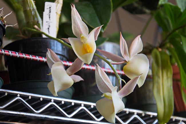 jardim Catasetum pileatum
