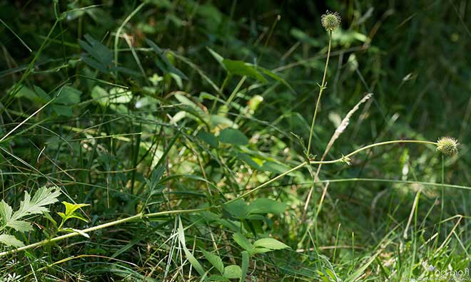 jardim Cenchrus echinatus