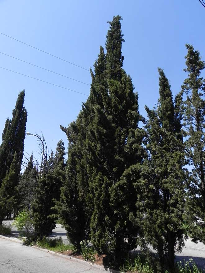 jardim Cupressus sempervirens