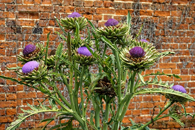 jardim Cynara cardunculus var. scolymus