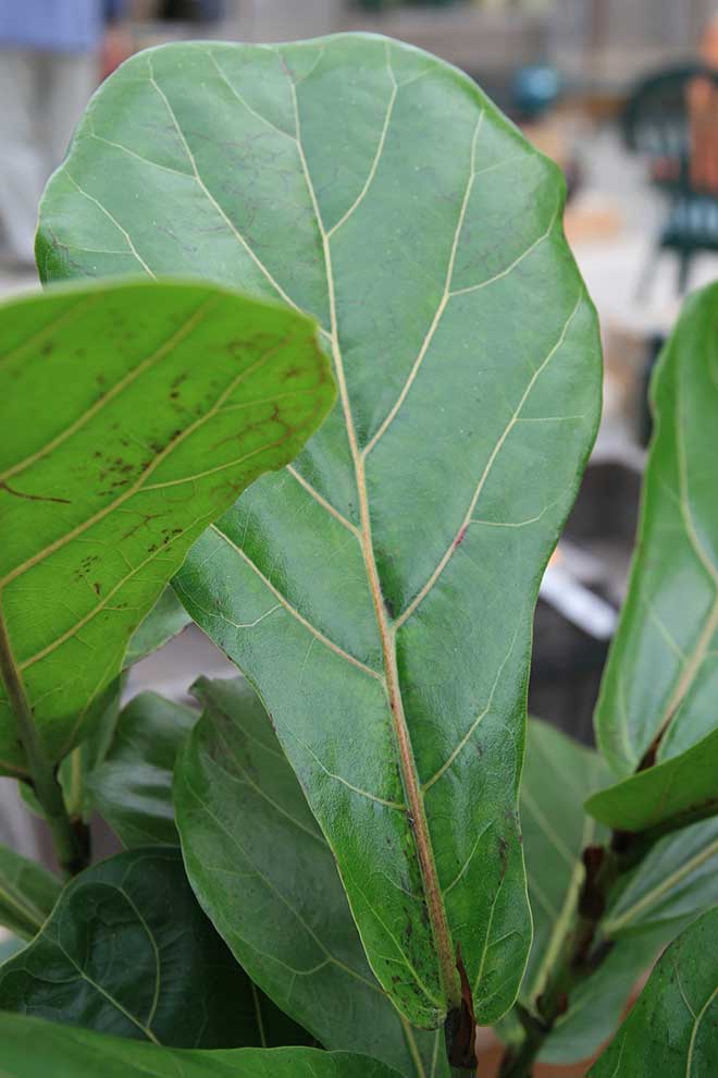 jardim Ficus lyrata