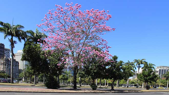 jardim Handroanthus heptaphyllus