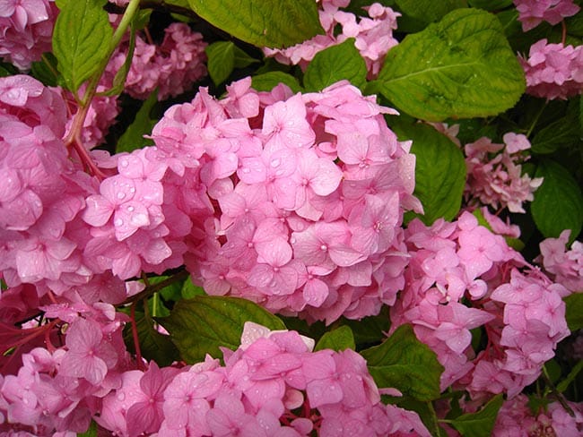 jardim Hortensia