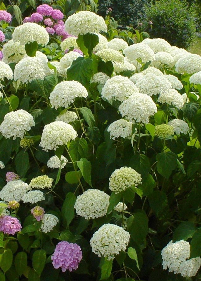 jardim Hydrangea macrophylla