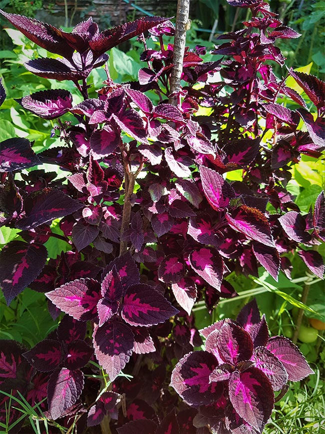 jardim Iresine herbstii