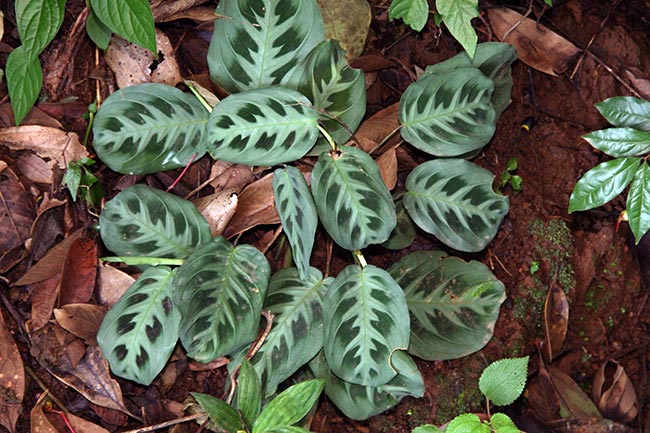 jardim Maranta leuconeura