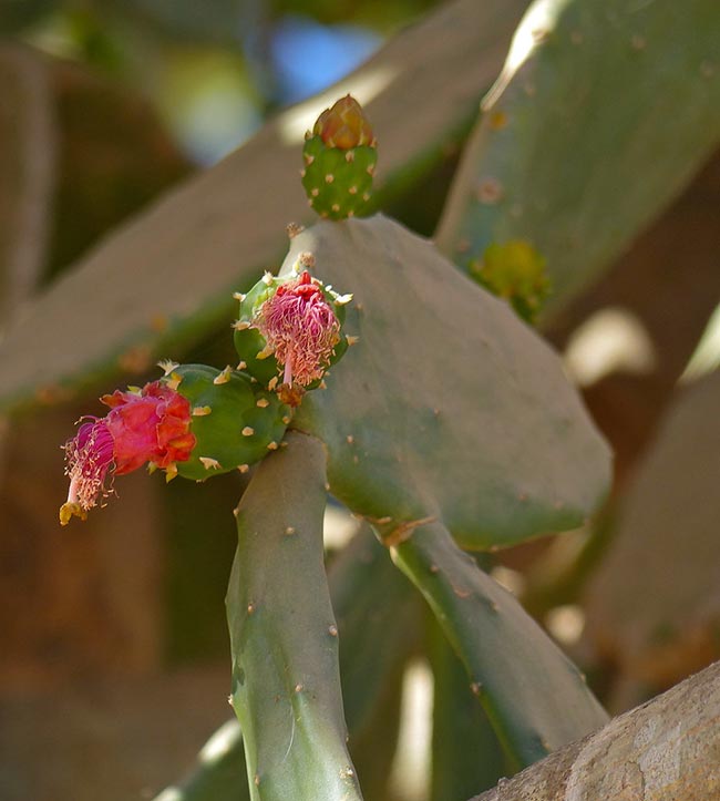 jardim Opuntia cochenillifera