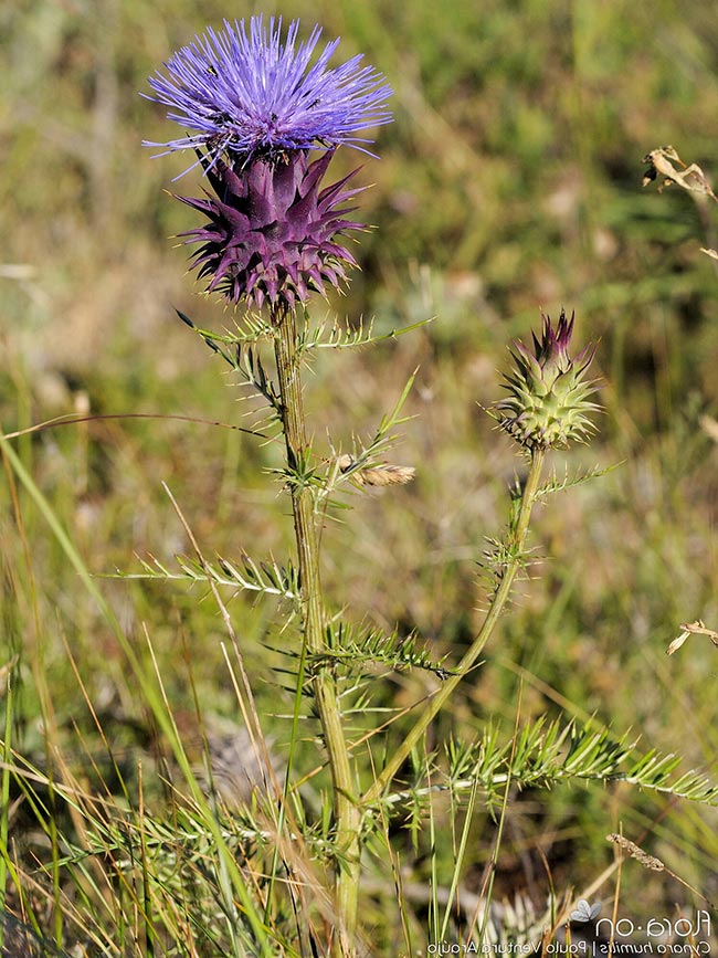 jardim alcachofra