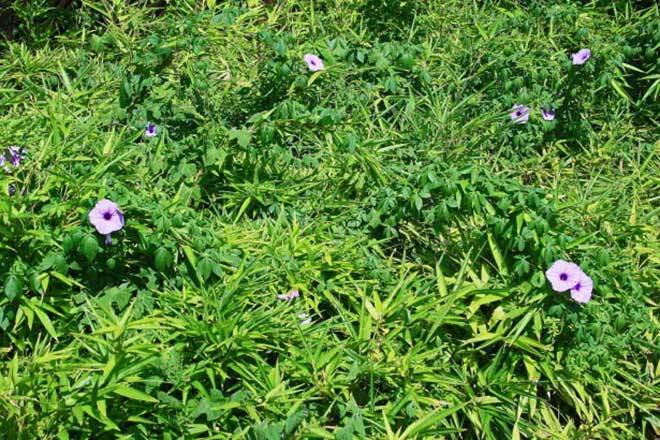jardim ipomoea cairica 1 1