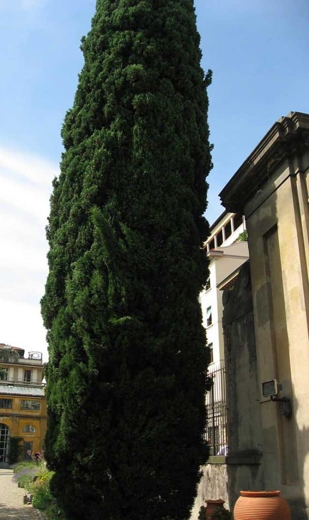 jardins Cupressus sempervirens